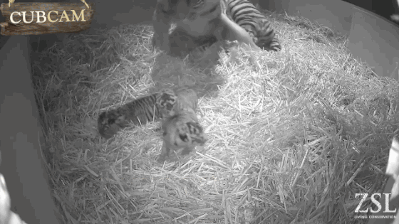 Tiger Cubs, London Zoo Tiger Cubs, London Zoo